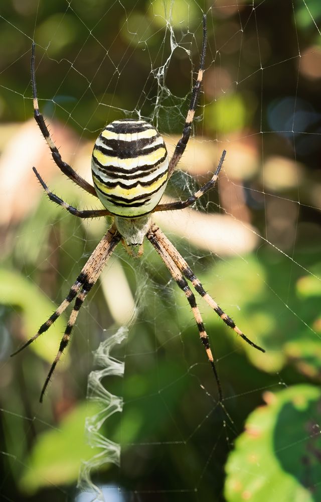 Argiope bruennichi, femmina - Sarzana (MS)